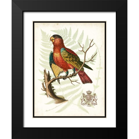 Regal Parrots II Black Modern Wood Framed Art Print with Double Matting by Vision Studio