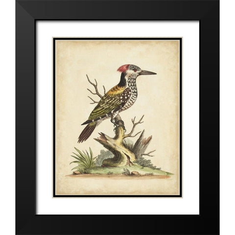 UA CH Edwards Woodpecker Black Modern Wood Framed Art Print with Double Matting by Edwards, George