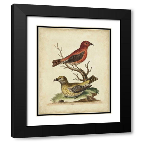 Edwards Cross Bills Black Modern Wood Framed Art Print with Double Matting by Edwards, George