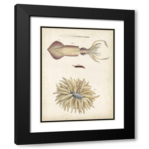 Ocean Curiosities I Black Modern Wood Framed Art Print with Double Matting by Dekay