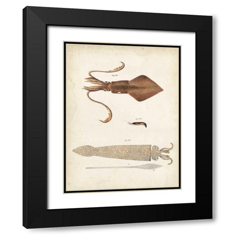 Ocean Curiosities II Black Modern Wood Framed Art Print with Double Matting by Dekay