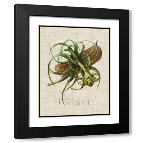 Elegant Tropicals V Black Modern Wood Framed Art Print with Double Matting by Vision Studio