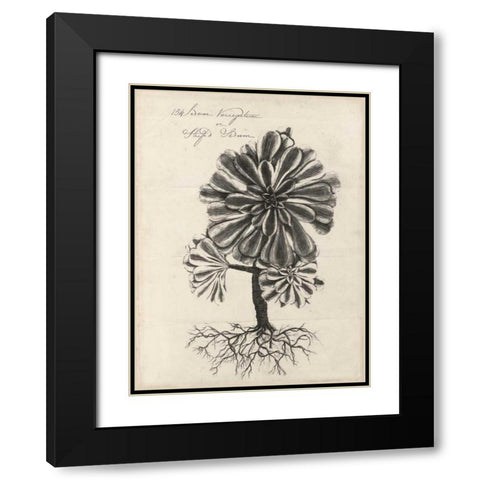 Thornton Succulents IV Black Modern Wood Framed Art Print with Double Matting by Thornton, Robert J.