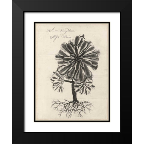 Thornton Succulents IV Black Modern Wood Framed Art Print with Double Matting by Thornton, Robert J.