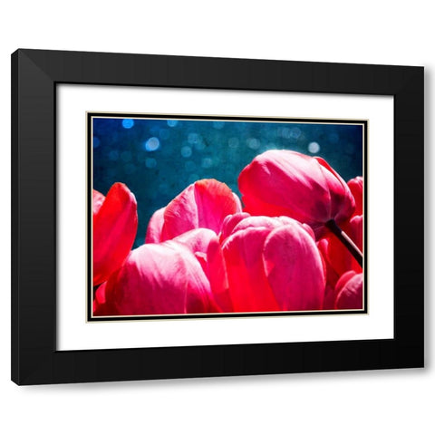 Fuchsia Tulips III Black Modern Wood Framed Art Print with Double Matting by Perry, Rachel