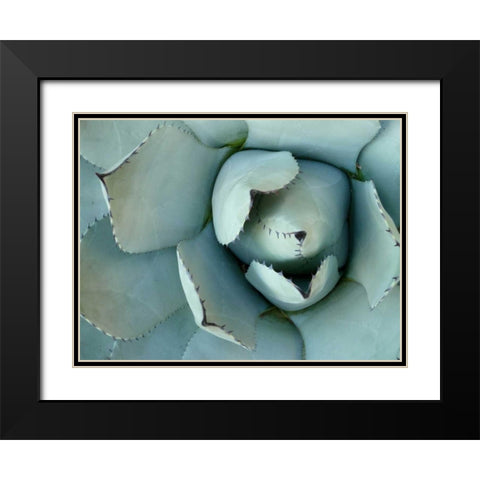 Agave Detail II Black Modern Wood Framed Art Print with Double Matting by Alison Jerry