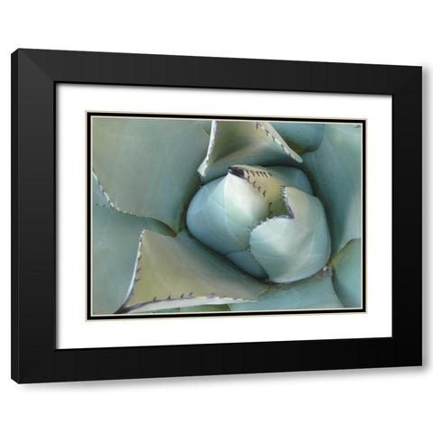 Agave Detail III Black Modern Wood Framed Art Print with Double Matting by Alison Jerry