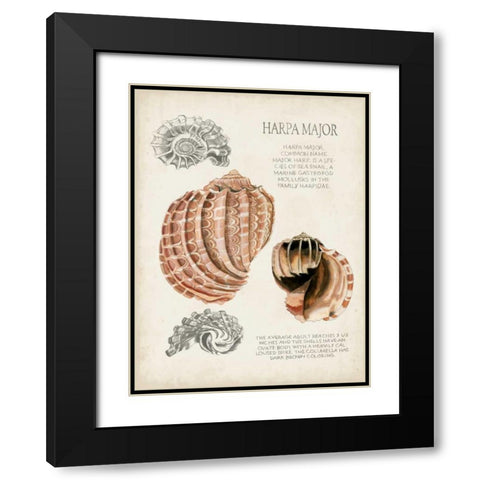 Seashell Field Notes II Black Modern Wood Framed Art Print with Double Matting by McCavitt, Naomi