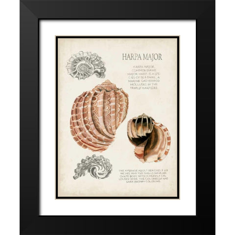 Seashell Field Notes II Black Modern Wood Framed Art Print with Double Matting by McCavitt, Naomi