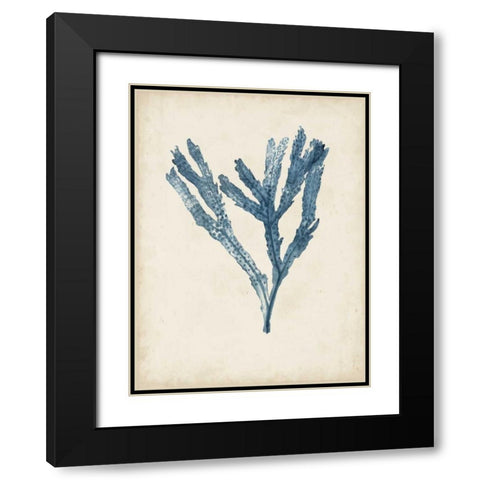Seaweed Specimens I Black Modern Wood Framed Art Print with Double Matting by McCavitt, Naomi
