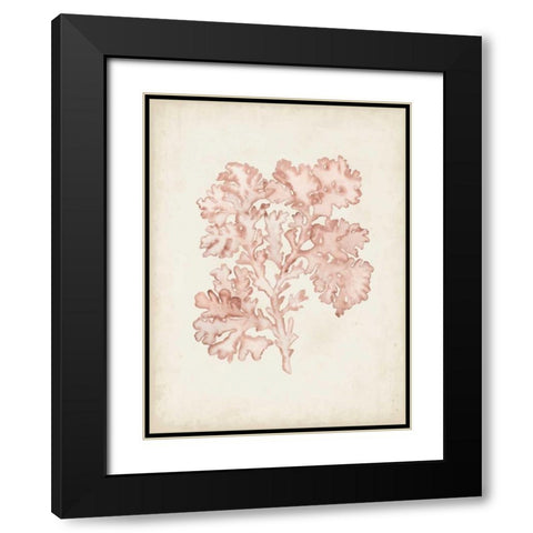Seaweed Specimens VI Black Modern Wood Framed Art Print with Double Matting by McCavitt, Naomi
