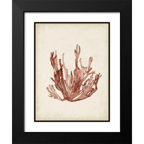 Seaweed Specimens VII Black Modern Wood Framed Art Print with Double Matting by McCavitt, Naomi