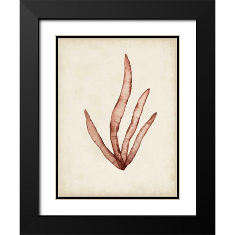 Seaweed Specimens VIII Black Modern Wood Framed Art Print with Double Matting by McCavitt, Naomi