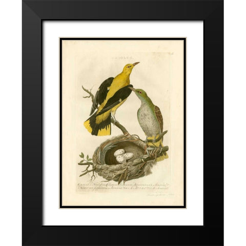 Nozeman Birds and Nests  II Black Modern Wood Framed Art Print with Double Matting by Nozeman