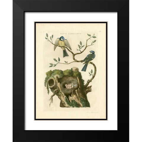 Nozeman Birds and Nests  III Black Modern Wood Framed Art Print with Double Matting by Nozeman