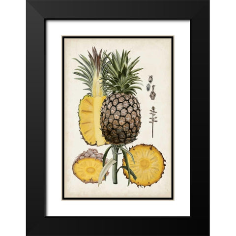 Pineapple Botanical Study II Black Modern Wood Framed Art Print with Double Matting by McCavitt, Naomi