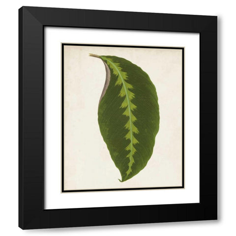 Graphic Leaf I Black Modern Wood Framed Art Print with Double Matting by Vision Studio