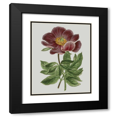 Floral Gems II Black Modern Wood Framed Art Print with Double Matting by Vision Studio