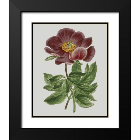 Floral Gems II Black Modern Wood Framed Art Print with Double Matting by Vision Studio