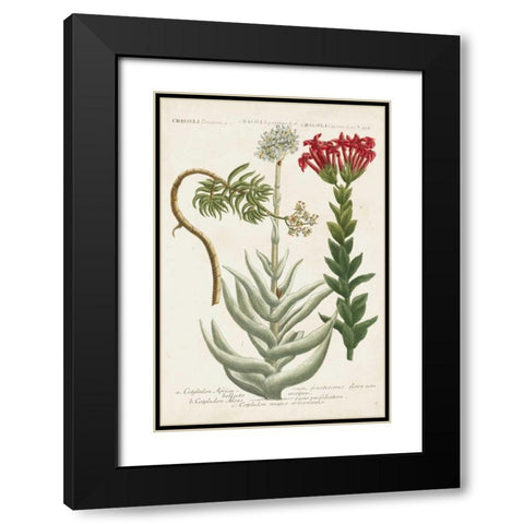Botanical Varieties I Black Modern Wood Framed Art Print with Double Matting by Weinmann