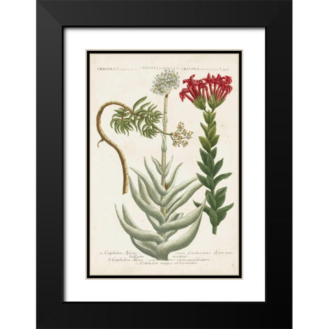 Botanical Varieties I Black Modern Wood Framed Art Print with Double Matting by Weinmann
