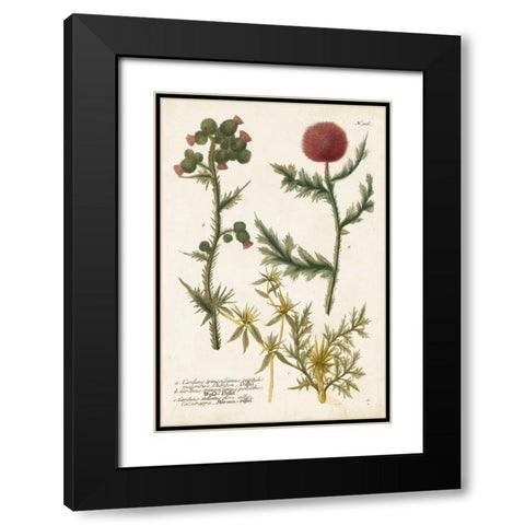 Botanical Varieties II Black Modern Wood Framed Art Print with Double Matting by Weinmann
