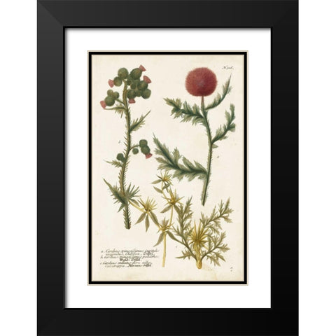 Botanical Varieties II Black Modern Wood Framed Art Print with Double Matting by Weinmann