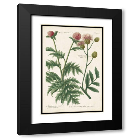 Botanical Varieties III Black Modern Wood Framed Art Print with Double Matting by Weinmann