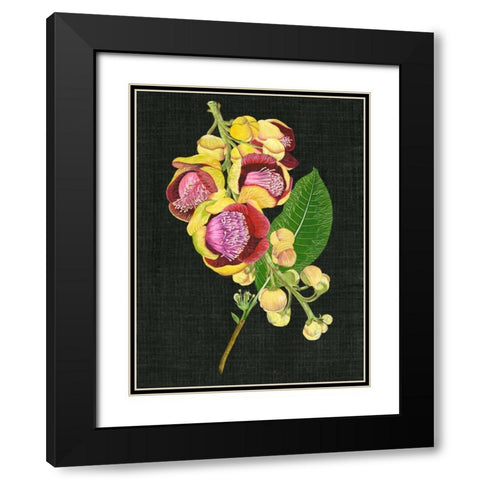 Couroupita Guianensis I Black Modern Wood Framed Art Print with Double Matting by Wang, Melissa