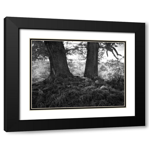 The Mighty Oak Black Modern Wood Framed Art Print with Double Matting by Henson, Martin
