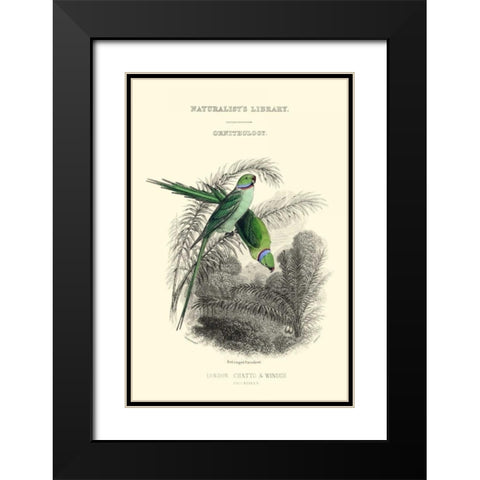 The Naturalists Library I Black Modern Wood Framed Art Print with Double Matting by Lizars, W.H.