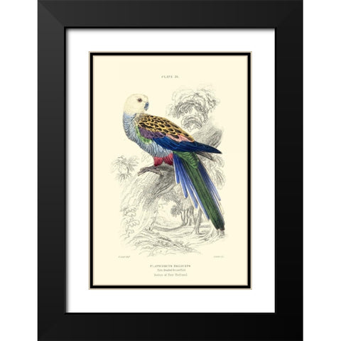 The Naturalists Library IV Black Modern Wood Framed Art Print with Double Matting by Lizars, W.H.