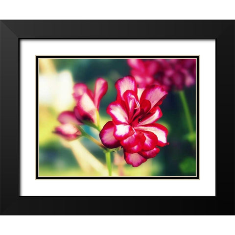Pink Blossom I Black Modern Wood Framed Art Print with Double Matting by Bell, Lillian