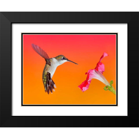 The Flower Dance I Black Modern Wood Framed Art Print with Double Matting by Robertson, Leda