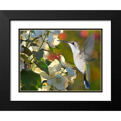 The Flower Dance II Black Modern Wood Framed Art Print with Double Matting by Robertson, Leda