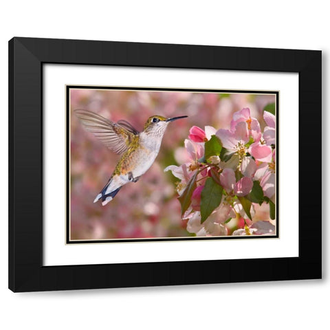 The Flower Dance V Black Modern Wood Framed Art Print with Double Matting by Robertson, Leda