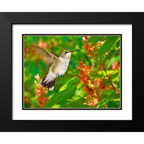 The Flower Dance VII Black Modern Wood Framed Art Print with Double Matting by Robertson, Leda