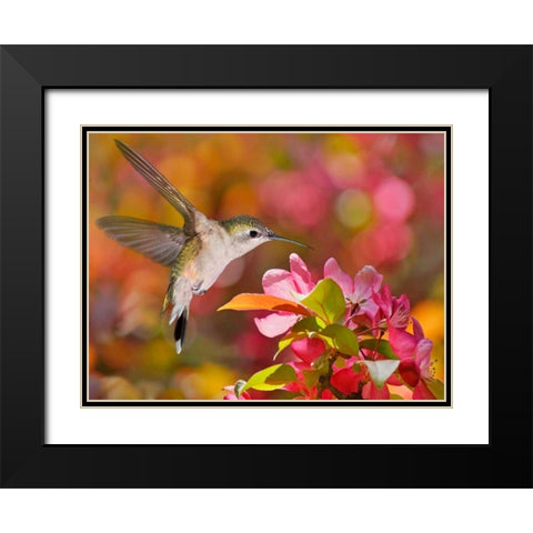 The Flower Dance IX Black Modern Wood Framed Art Print with Double Matting by Robertson, Leda