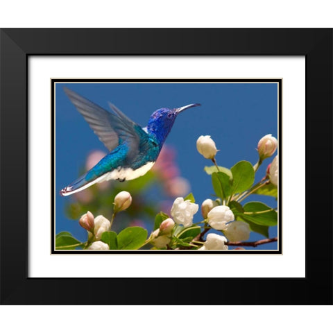 The Flower Dance XIV Black Modern Wood Framed Art Print with Double Matting by Robertson, Leda