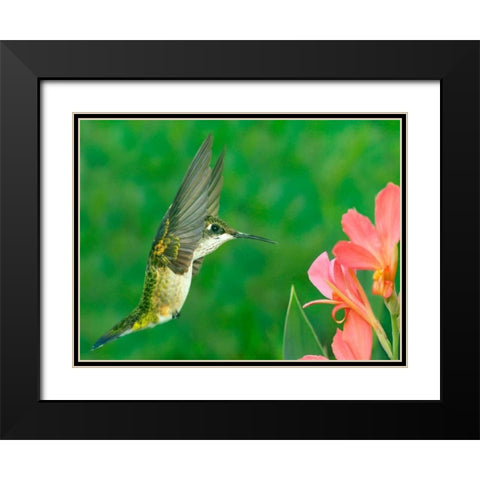 The Flower Dance XV Black Modern Wood Framed Art Print with Double Matting by Robertson, Leda