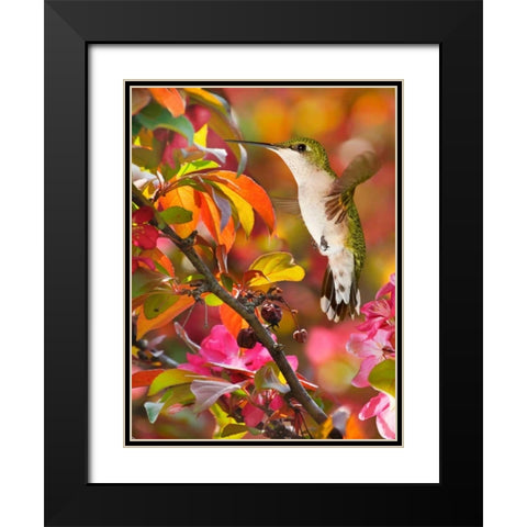 The Flower Dance XVII Black Modern Wood Framed Art Print with Double Matting by Robertson, Leda