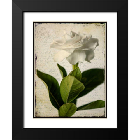 Gardenia Grunge I Black Modern Wood Framed Art Print with Double Matting by Malek, Honey
