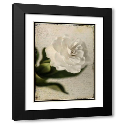 Gardenia Grunge II Black Modern Wood Framed Art Print with Double Matting by Malek, Honey