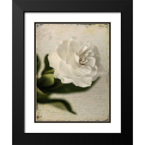 Gardenia Grunge II Black Modern Wood Framed Art Print with Double Matting by Malek, Honey