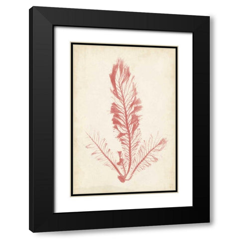 Coral Sea Feather I Black Modern Wood Framed Art Print with Double Matting by Bradbury, Henry