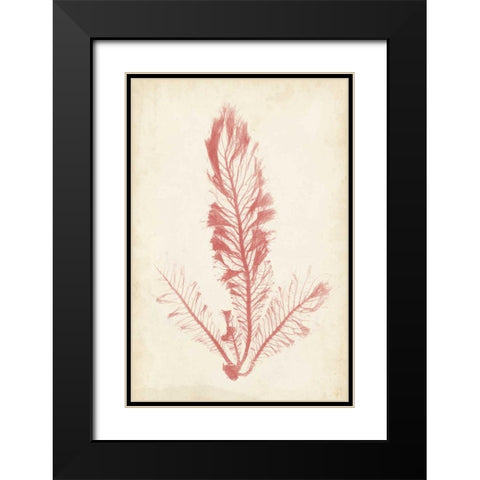 Coral Sea Feather I Black Modern Wood Framed Art Print with Double Matting by Bradbury, Henry