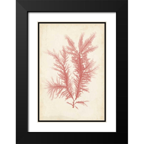 Coral Sea Feather II Black Modern Wood Framed Art Print with Double Matting by Bradbury, Henry
