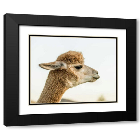 Alpaca Portrait I Black Modern Wood Framed Art Print with Double Matting by Stockton, Tyler