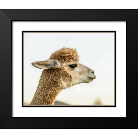 Alpaca Portrait I Black Modern Wood Framed Art Print with Double Matting by Stockton, Tyler