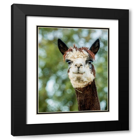 Alpaca Portrait II Black Modern Wood Framed Art Print with Double Matting by Stockton, Tyler
